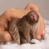 Schleich Apa Japansk Makak Japanese Macaque 14871