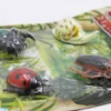 4 st. Insekter Krypande Fönsterklättrande